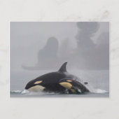 Orca Briefkaart (Voorkant)