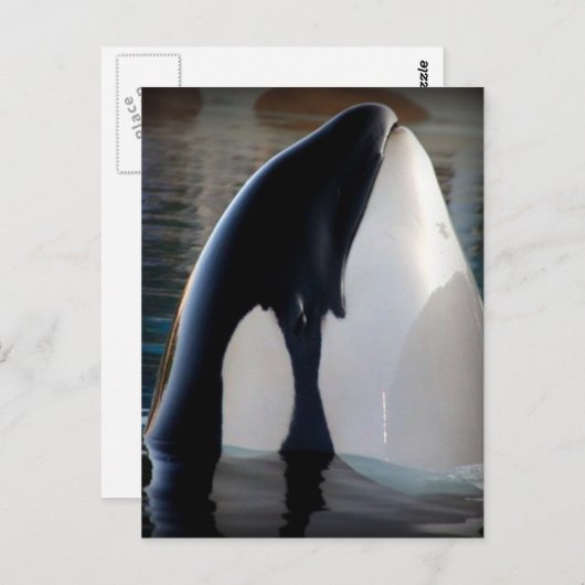 Orca Briefkaart (Voorkant / Achterkant)