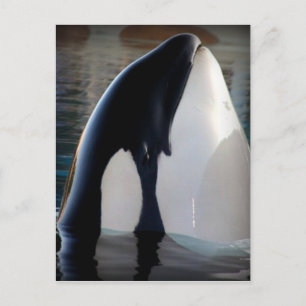 Orca Briefkaart