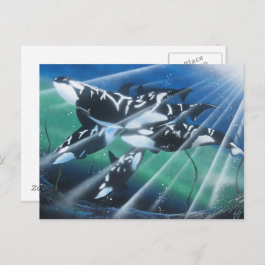 Orca Briefkaart (Voorkant / Achterkant)