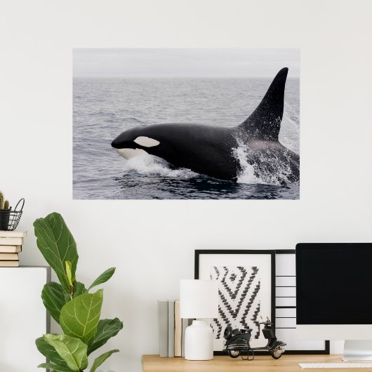 Orca, dodelijke walvis, breekt poster (Thuiskantoor)