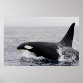 Orca, dodelijke walvis, breekt poster (Voorkant)