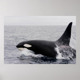 Orca, dodelijke walvis, breekt poster