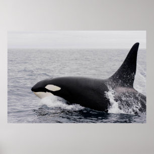 Orca, dodelijke walvis, breekt poster