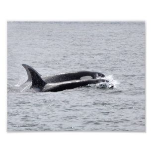 Orca Duo. Foto Afdruk