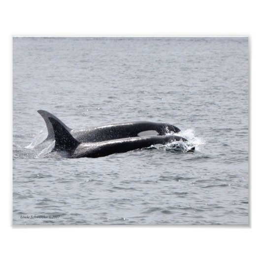 Orca Duo. Foto Afdruk (Voorkant)