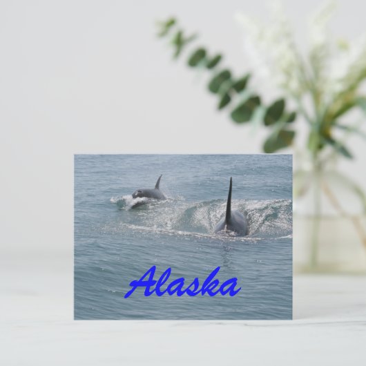 Orca en kalf, Alaska Briefkaart (Staand voorkant)