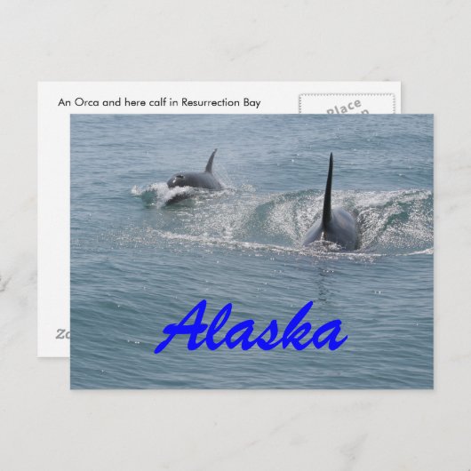 Orca en kalf, Alaska Briefkaart (Voorkant / Achterkant)