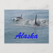 Orca en kalf, Alaska Briefkaart (Voorkant)