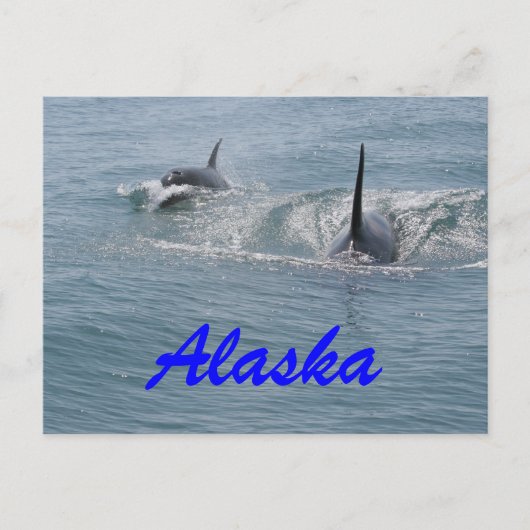 Orca en kalf, Alaska Briefkaart (Voorkant)