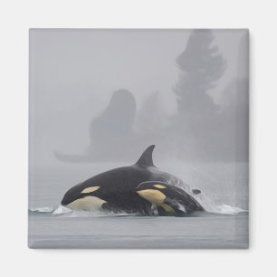 Orca Familie Magneet