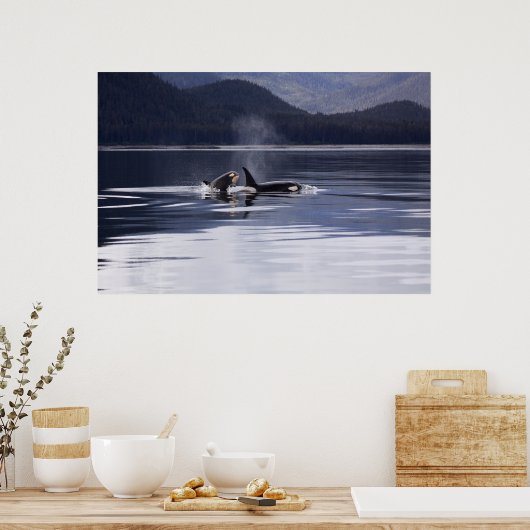 Orca | Het doden van walvissen Poster (Keuken)