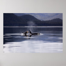 Orca | Het doden van walvissen