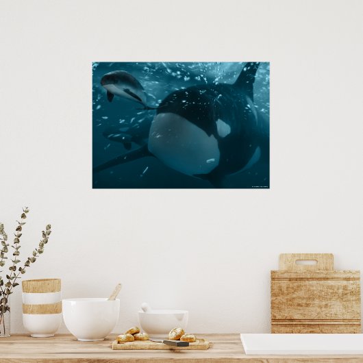 Orca jaagt bruinvissen poster (Keuken)