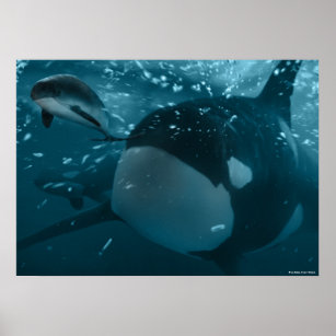 Orca jaagt bruinvissen poster