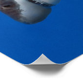 Orca jaagt op grote witte haai poster (Hoek)