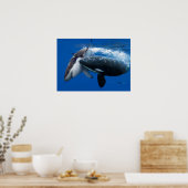 Orca jaagt op grote witte haai poster (Keuken)