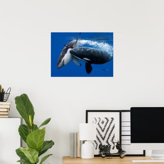 Orca jaagt op grote witte haai poster (Thuiskantoor)