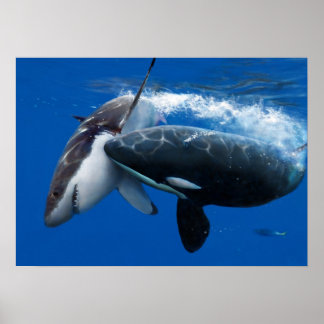 Orca jaagt op grote witte haai poster