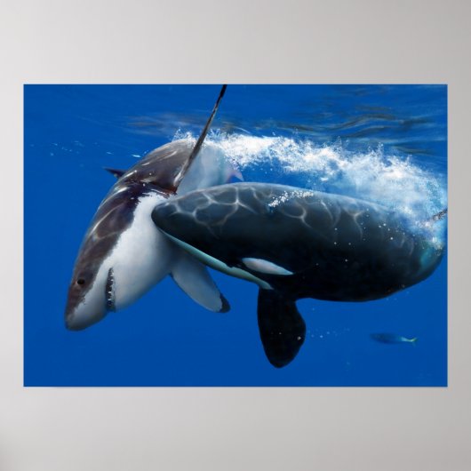 Orca jaagt op grote witte haai poster (Voorkant)