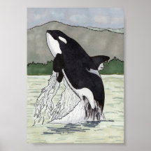 Orca/Killer Whale 5x7