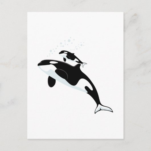 Orca Killer Whale Briefkaart (Voorkant)