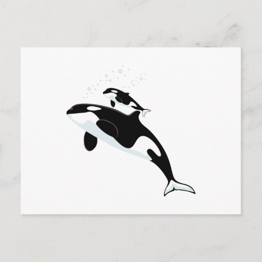 Orca Killer Whale Briefkaart (Voorkant)