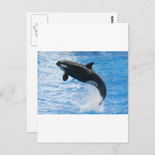 Orca Killer Whale Briefkaart (Voorkant / Achterkant)