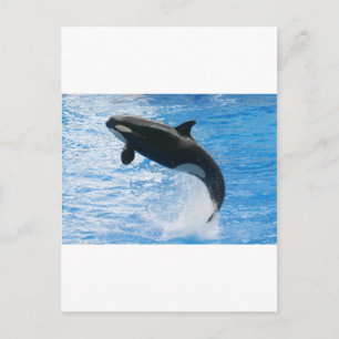 Orca Killer Whale Briefkaart