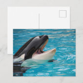 Orca, Killer Whale Briefkaart (Voorkant / Achterkant)