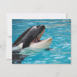 Orca, Killer Whale Briefkaart