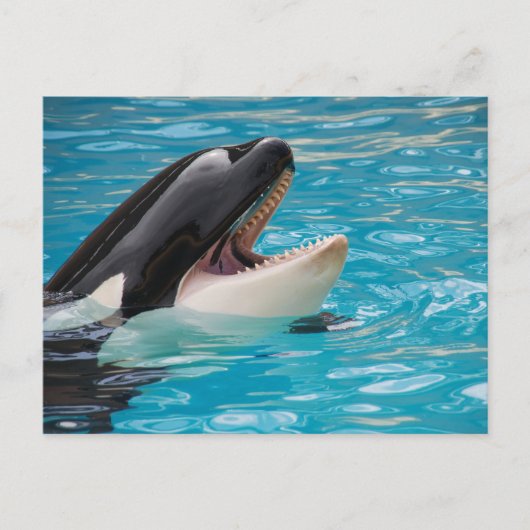 Orca, Killer Whale Briefkaart (Voorkant)