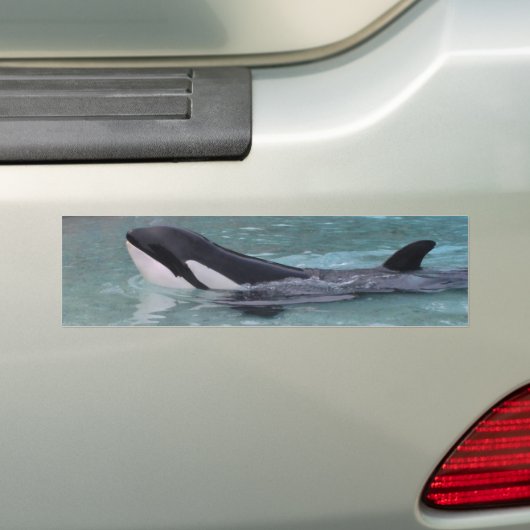 Orca...Killer Whale bumper sticker (Op auto)