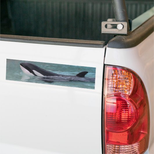 Orca...Killer Whale bumper sticker (Op Truck)