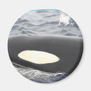 Orca Killer Whale Head - Oval Magneet