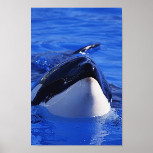 Orca Killer Whale Poster (Voorkant)