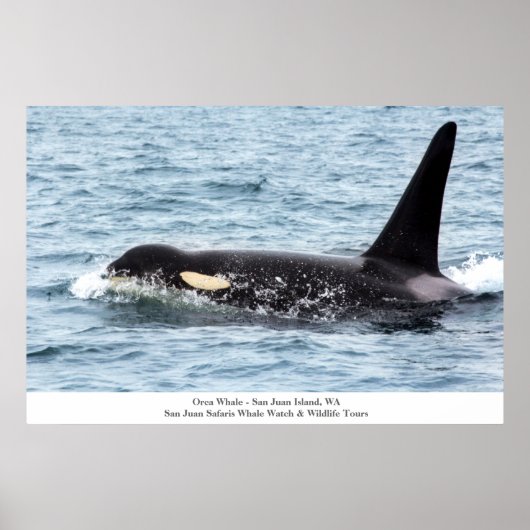 Orca Killer Whale Poster San Juan Island (Voorkant)