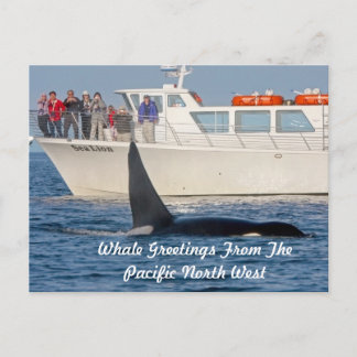 Orca Killer Whale - transient, washington Briefkaart