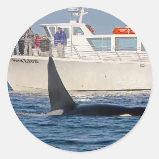 Orca Killer Whale - transient, washington Ronde Sticker (Voorkant)