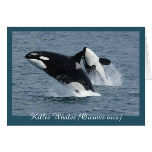 Orca Killer Whales die gepersonaliseerd zijn