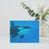 orca killerwalvis onderwaterblauw briefkaart (Staand voorkant)