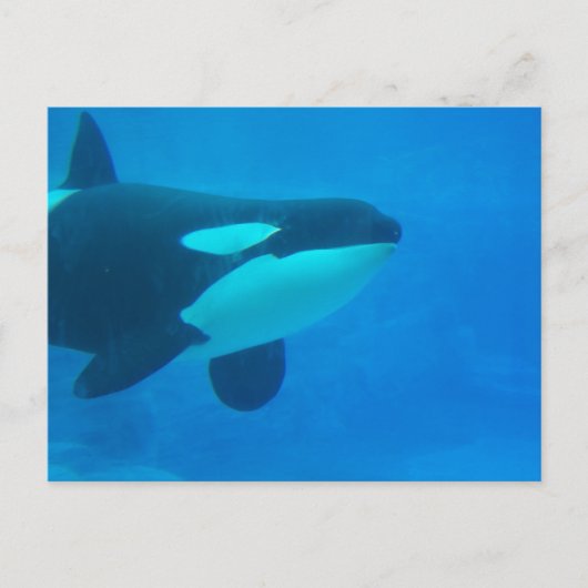 orca killerwalvis onderwaterblauw briefkaart (Voorkant)
