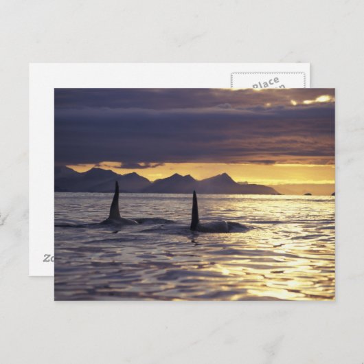 Orca of Killer whales Briefkaart (Voorkant / Achterkant)