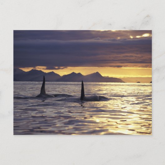 Orca of Killer whales Briefkaart (Voorkant)