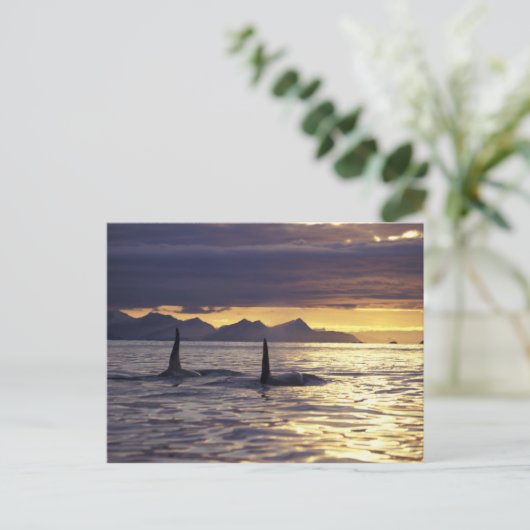 Orca of Killer whales Briefkaart (Staand voorkant)