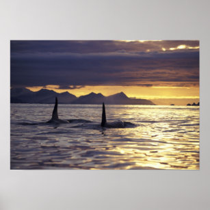 Orca of Killer whales Poster
