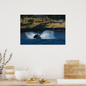 Orca op de eilanden San Juan Poster (Keuken)
