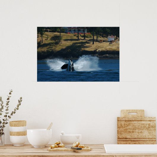Orca op de eilanden San Juan Poster (Keuken)