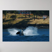 Orca op de eilanden San Juan Poster (Voorkant)