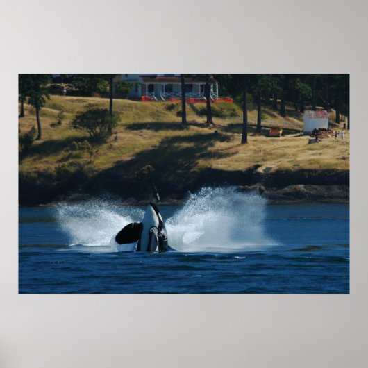 Orca op de eilanden San Juan Poster (Voorkant)